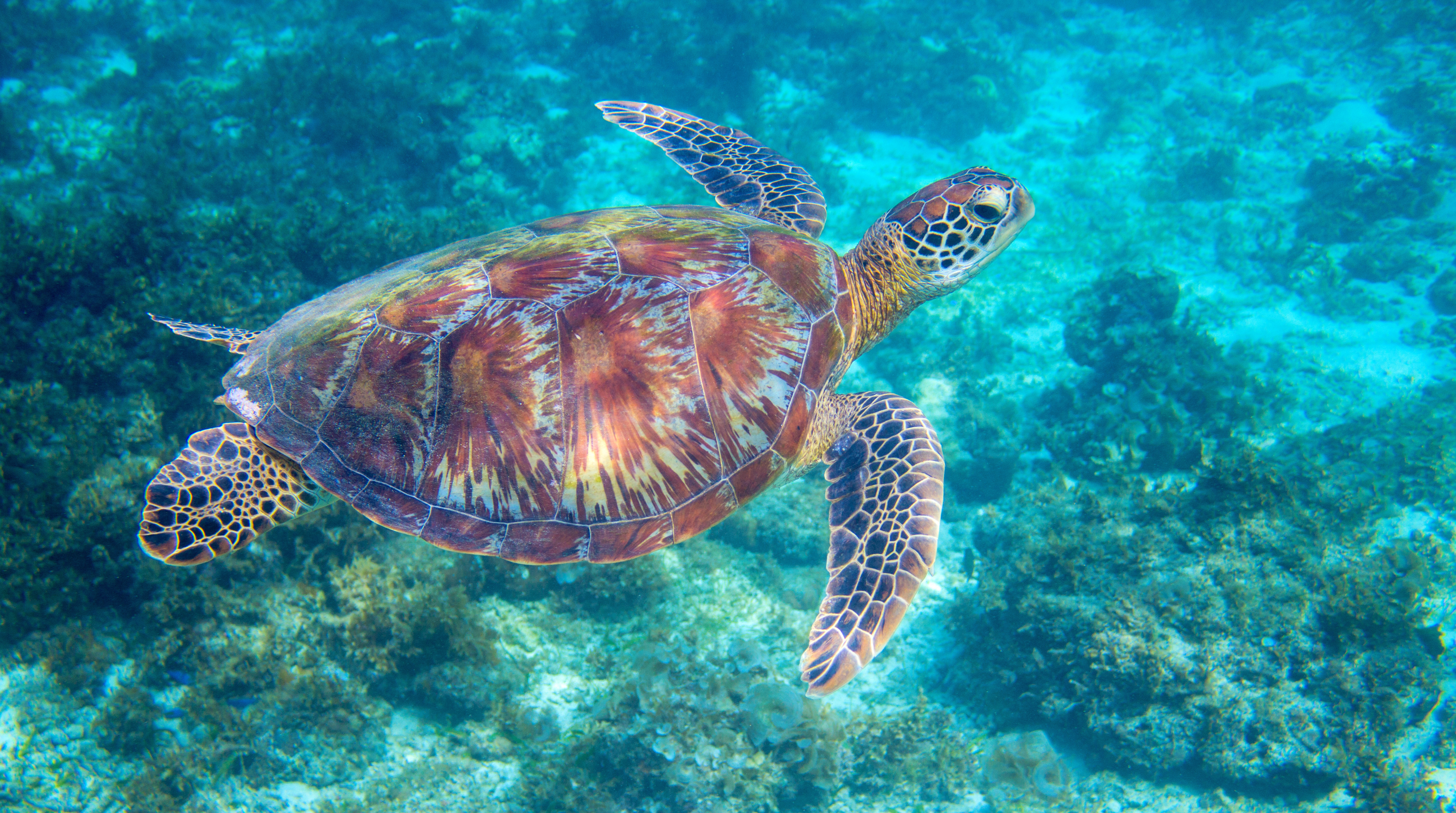 Product Hidden Gems Turtle Snorkel
