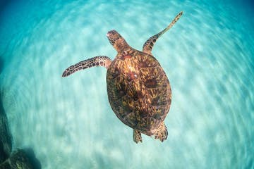 Product Haleiwa Snorkel Tour