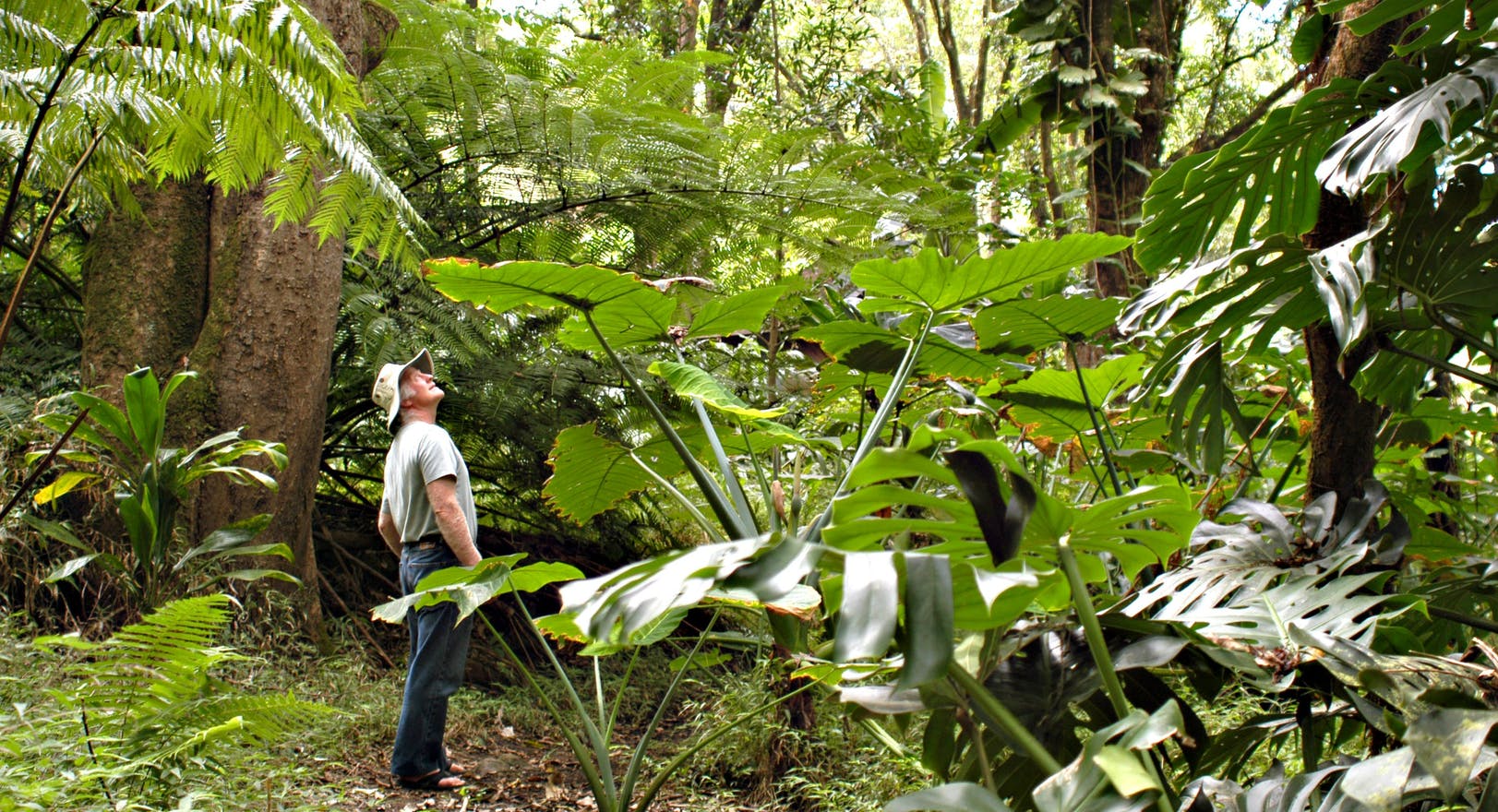 Product Waterfall &amp; Rainforest Hike