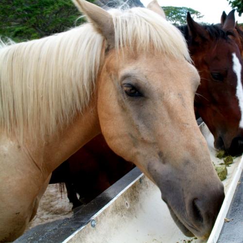 Product Scenic Valley Horseback Riding Tour