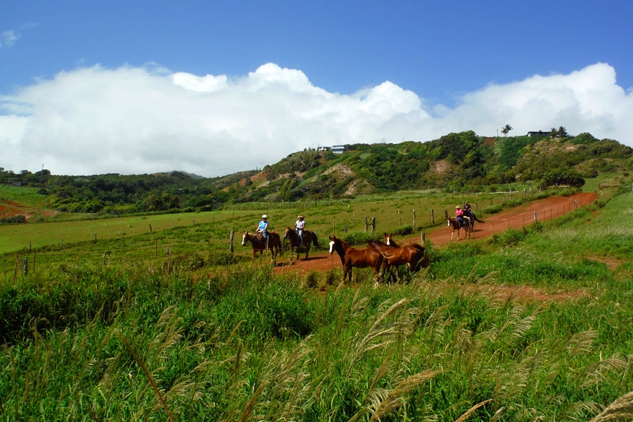 Product Afternoon Horseback Trail Ride